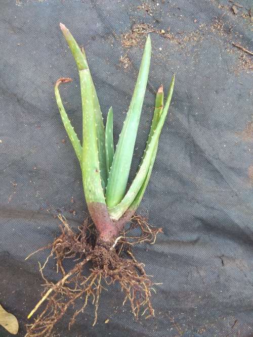 Aloe vera Live Plants
