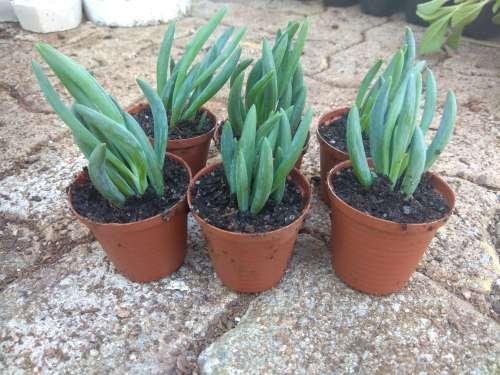 Succulents in 5cm Pot