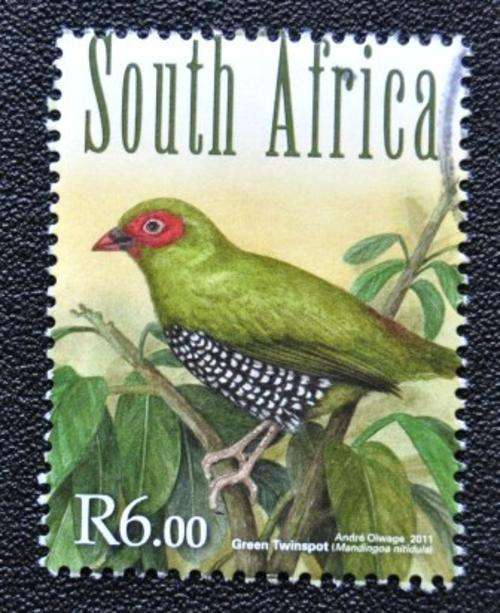 SA - BIRD - U/S