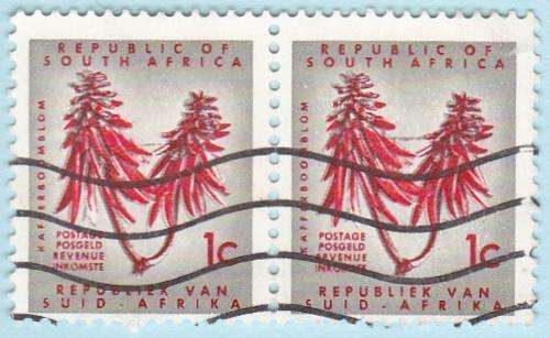 South Africa Pair of Coral Tree Flower