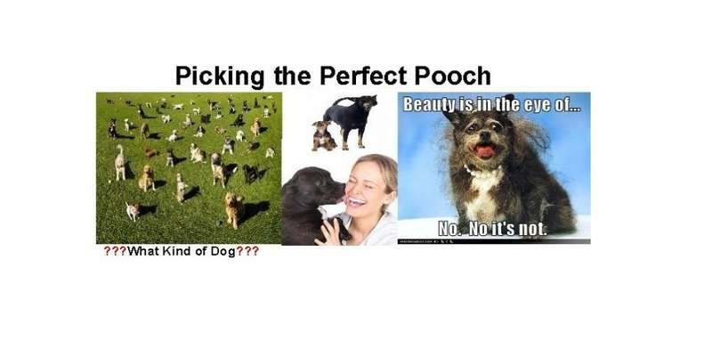 Picking the Perfect Pooch