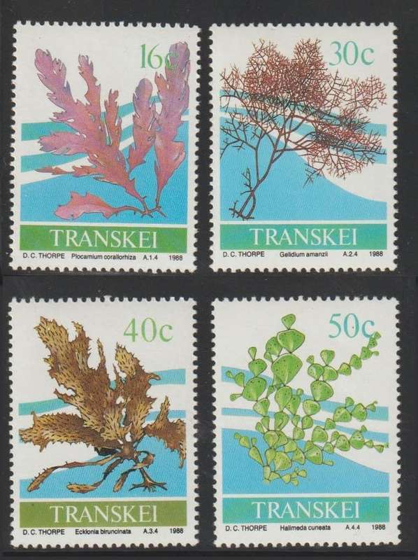Transkei Seaweed 1988 CV R45+