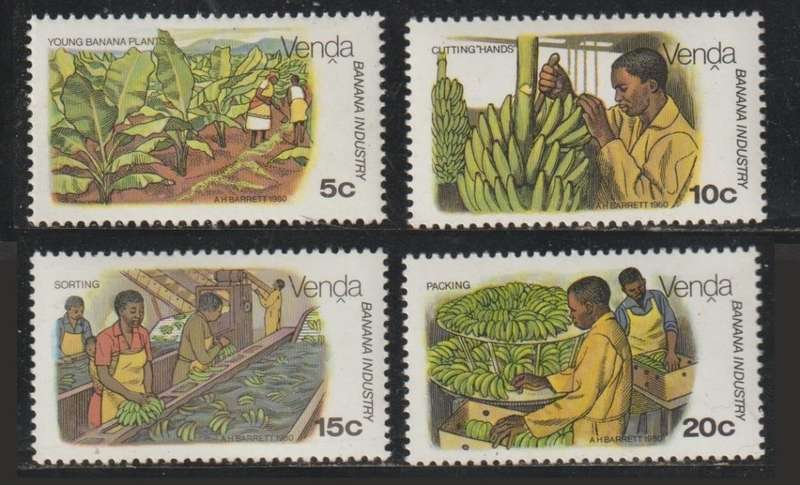 Venda Banana Cultivation 1980 CV R45+