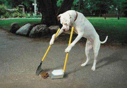 Housebreaking Your Dog