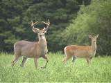 The Sportsman's Guide to Small Game Hunting!