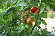 !!Home Vegetable Gardening!!