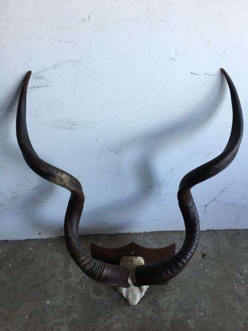 MOUNTED KUDU HORNS-ONE HORN MEASURES 50 INCHES THE OTHER 49,5 INCHES