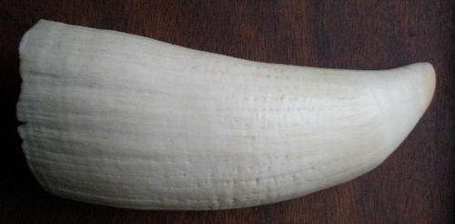IVORY WHALES TEETH WITH FOLLOWING MEASUREMENTS-LENGTH 17,5CM DIAMETER 17,5CM-WEIGHT 353G