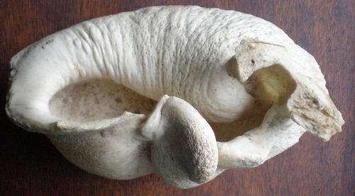 IVORY FROM A WHALES EAR-MEASURES-12CM X7CM X8CM-WEIGHT 440 G-SCARCE
