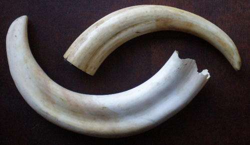 IVORY WARTHOG TEETH-MEASURES 23 & 17,5 CM