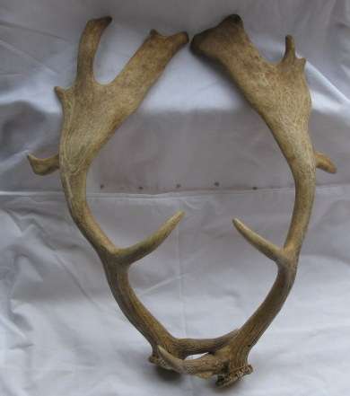 A PAIR OF FELLOW DEER HORNS APPROX LENGTH 45CM