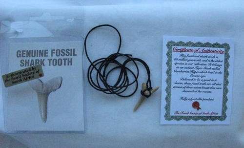 GENUINE FOSSIL SHARK TOOTH - AUTHENTICATED BY FOSSIL SOCIETY OF SOUTH AFRICA - MEASURES 31MM - FULLY
