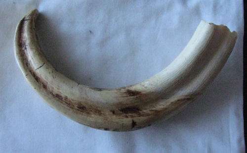 WARTHOG TEETH - LENGTH 28CM