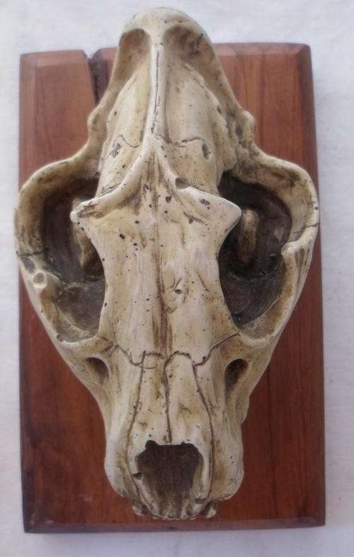 LION SKULL BY TONY FREDRIKSON ON WOODEN BASE-CIRCA 1998-LIMITED EDITION-BASE MEASURES 18X11CM-HEIGHT