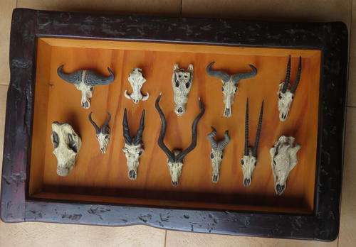 FRAMED MINIATURE ANIMAL SKULLS, SLEEPER FRAME- MEASURES 46X72 CM
