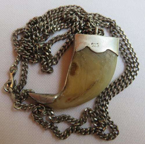 SILVER MOUNTED LIONS CLAW WITH SILVER CHAIN-CLAW MEASURES 50MM-TOTAL WEIGHT 13,7G