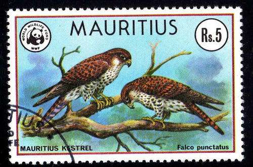 MAURITIUS 1978 "KESTREL" V.F.U. SG 560. CAT 9,50 POUNDS.
