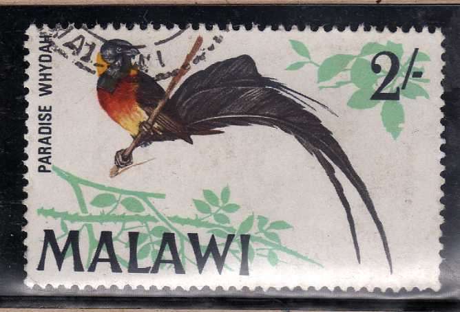 MALAWI 1968 BIRD DEFIN 2/- "PARADISE WHYDAH" V.F.U. SG 318. CAT 8 POUNDS.