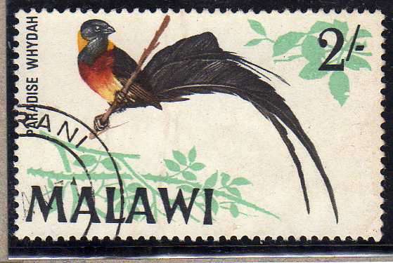 MALAWI 1968 BIRD DEFIN 2/- "PARADISE WHYDAH" V.F.U. SG 318. CAT 8 POUNDS.