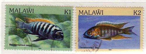 MALAWI 1984 "FISH" K1 + K2 VFU. SG 700-701. CAT 12 POUNDS.