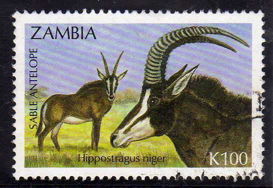 ZAMBIA 1992 "SABLE ANTELOPE" K100 VFU. SG 703. CAT 5,50 POUNDS.