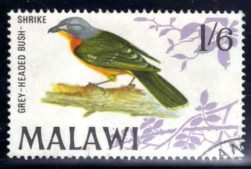 MALAWI 1968 BIRD DEFIN 1/6d GREY HEADED BUSH SHRIKE V.F.U. SG 317. CAT 8 POUNDS.