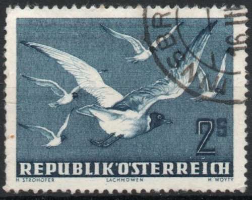 Austria 1950 Air stamp birds (Black-headed gulls) very fine used. SG 1217. Cat £11 (2013)