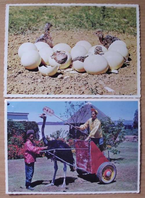 Postcards Ostrich Chicks/Racing x 3 - Vintage unused