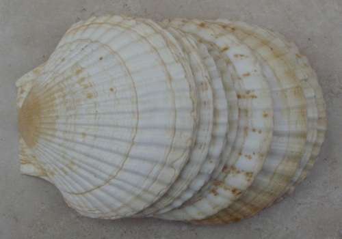 Seashells x 13