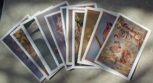 Greeting Cards - Wildlife  x 11 - unused