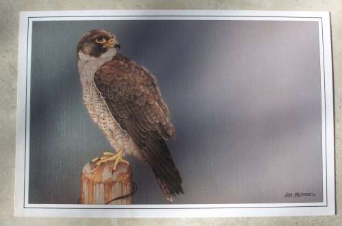 Greeting Cards - Wildlife  x 11 - unused