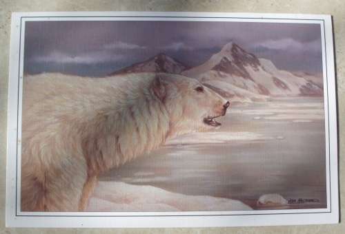 Greeting Cards - Wildlife  x 11 - unused