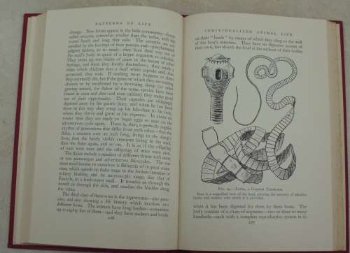 Book -Patterns Of Life - H.G.Wells/Julian Huxley - 1934 - 1st ed