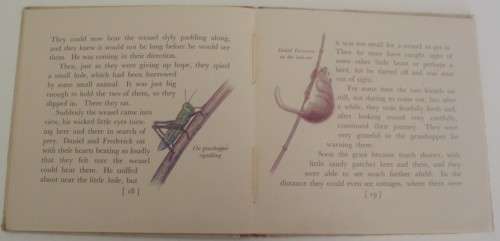 Book - Daniel Dormouse And Frederick Frog - 1946