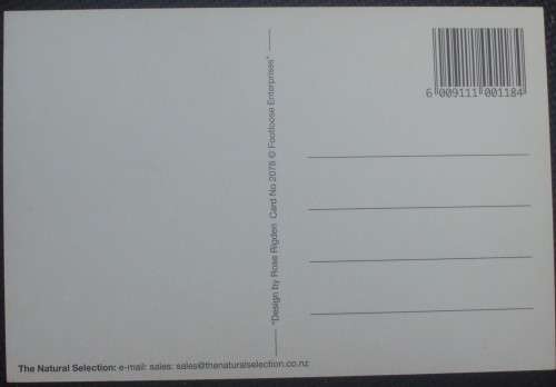 Postcards - New Zealand x 6 - Unused