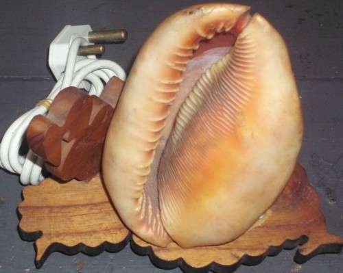 Seashell Lamp - Wooden base