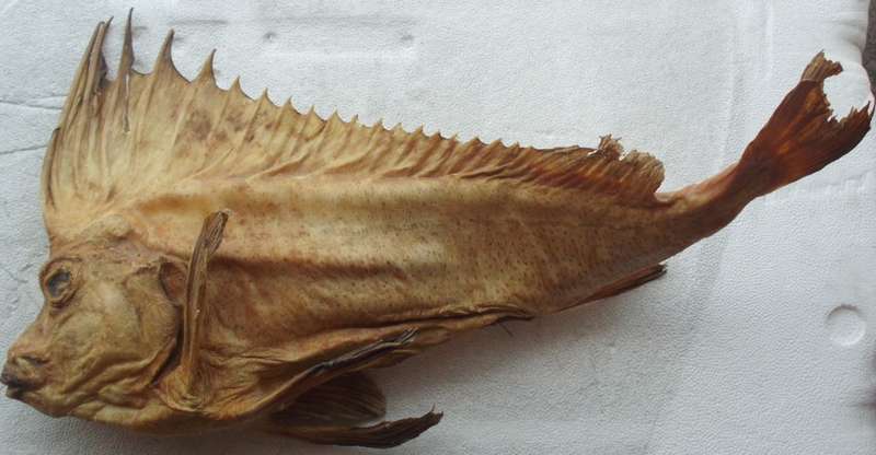 Fish Specimen - Smooth Horsefish - 50cm Size