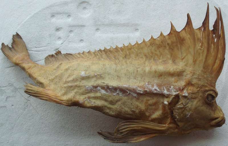 Fish Specimen - Smooth Horsefish - 50cm Size