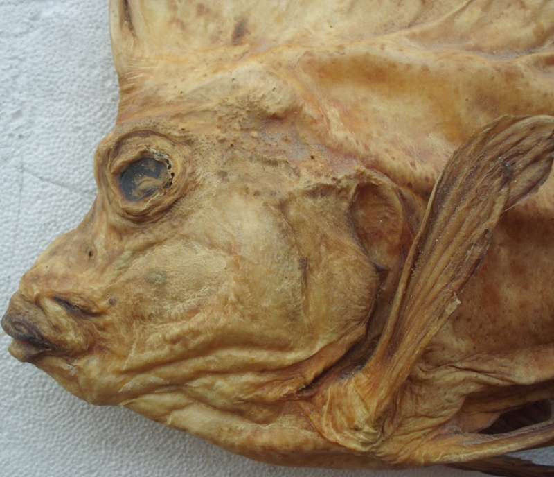 Fish Specimen - Smooth Horsefish - 50cm Size