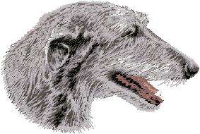 white guest scottish Deerhound     Dog