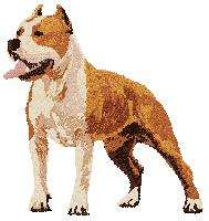 White  Guest Towel  american Staffie  Dog