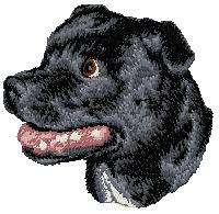 White Face cloth staffie    Dog