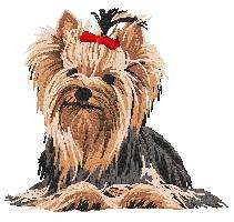 Cream  Face cloth Yorkie    Dog