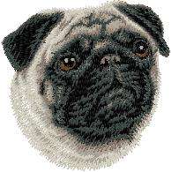 White Face cloth Pug   Dog