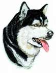 Cream face cloth. Alaskan malamute