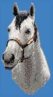 Horse EMBROIDERED Cream TOWEL Quater Horse