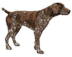 EMBROIDERED  TOWEL White  German Short Haired pointer Dog