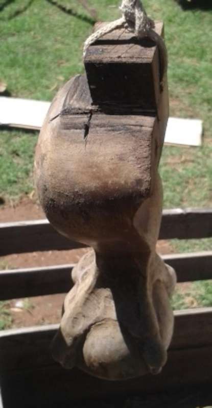 BALL & CLAW FOOT