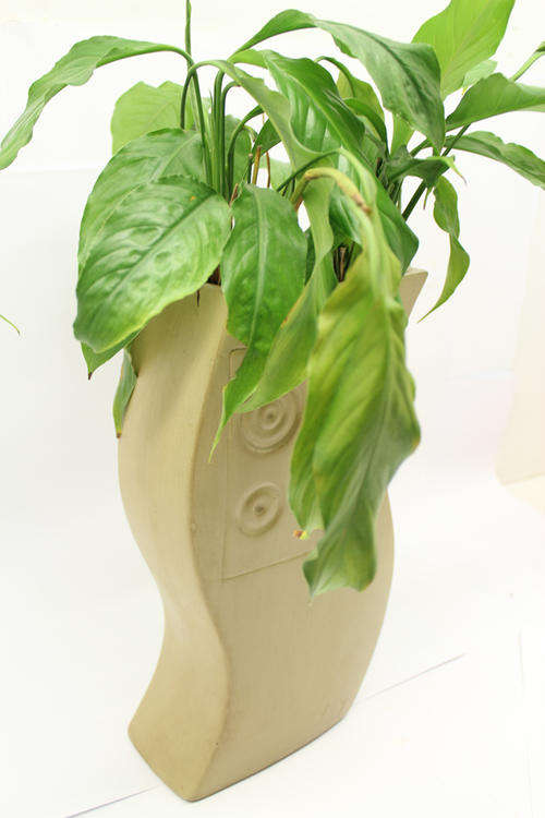 Pot Plant with Plant