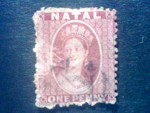 Challon Head  1d rose Red Sacc13 Rough Perf 14 to16.